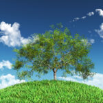 Imagen árbol que representa la sostenibiñlidad para la empresa familiar