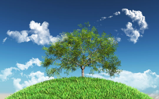 Imagen árbol que representa la sostenibiñlidad para la empresa familiar